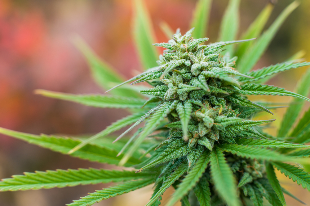 Study Finds Medical Marijuana Safe And Effective For Chronic Pain Relief Study Finds Medical Marijuana Safe And Effective For Chronic Pain Relief