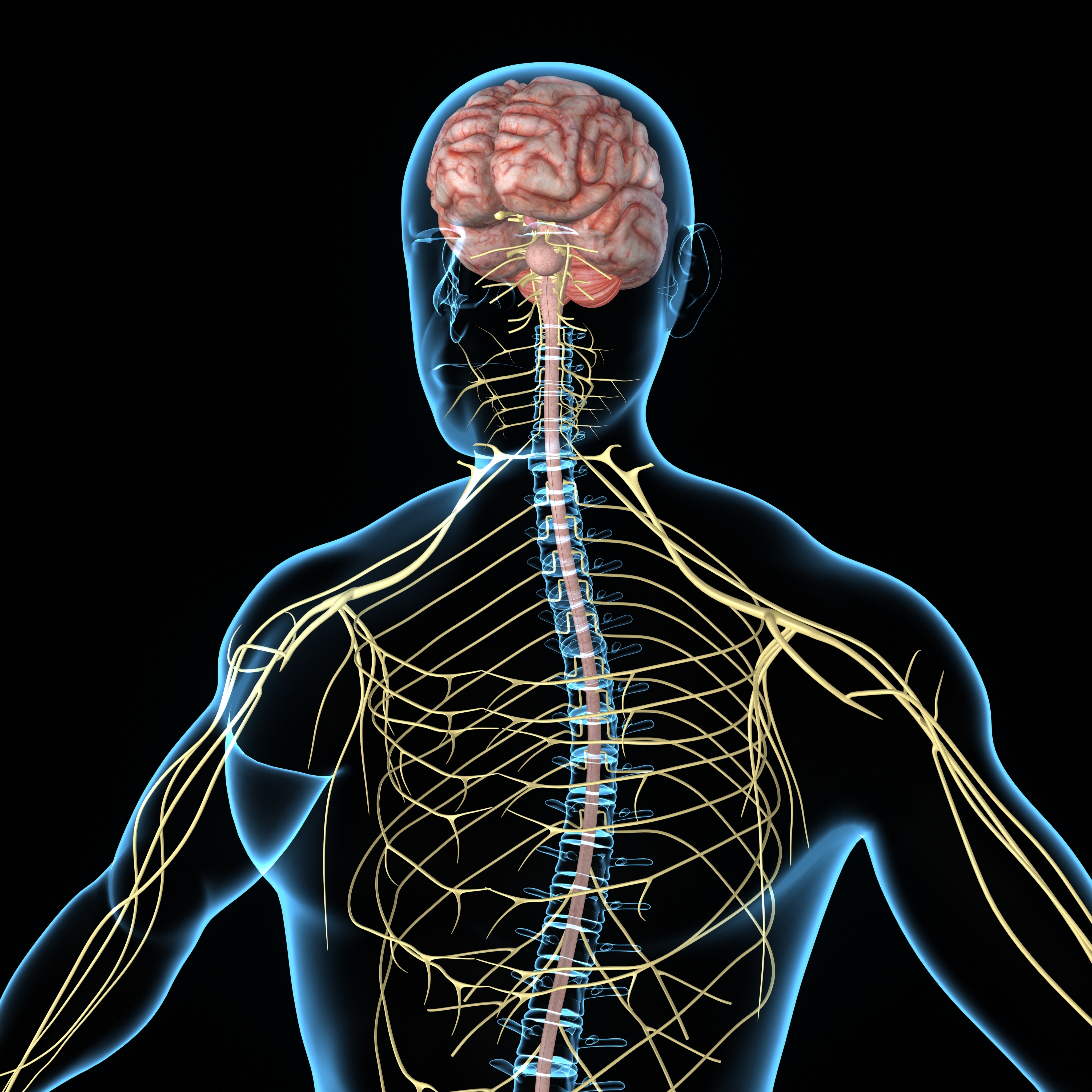 Fibromyalgia Pain May Also Result from Neurogenic Inflammation of
